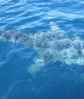 A whale shark approaching the research vessel. Image courtesy Ana Sequeira UWA